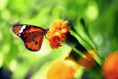 Butterfly Stock Photos
