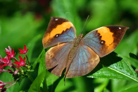 Butterfly Stock Photos