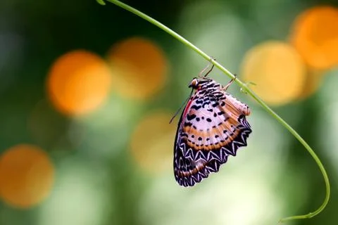 Butterfly Stock Photos
