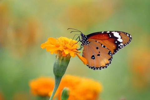 Butterfly Stock Photos