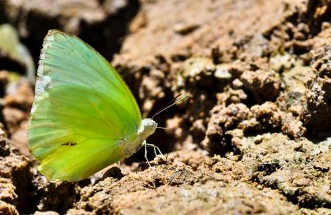 Butterfly Stock Photos