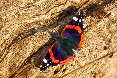 Butterfly Stock Photos