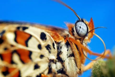 Butterfly Stock Photos
