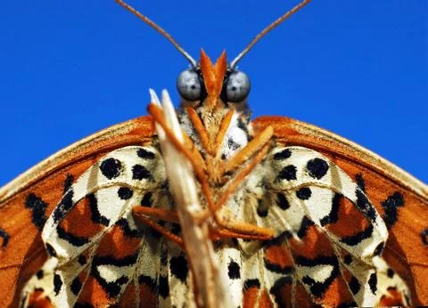 Butterfly Stock Photos