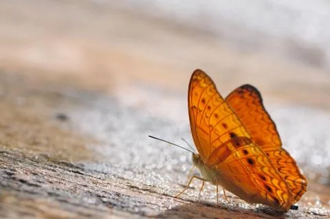 Butterfly Stock Photos