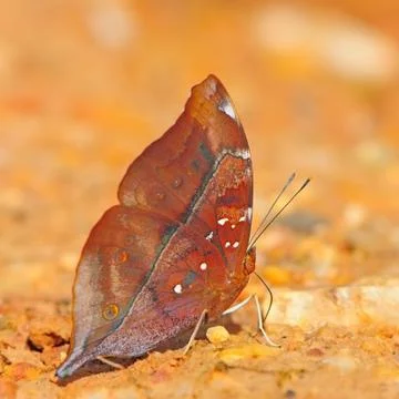 Butterfly Stock Photos