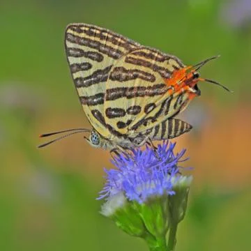 Butterfly Stock Photos