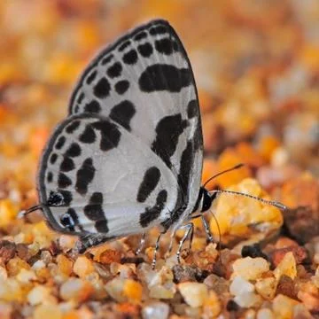 Butterfly Stock Photos