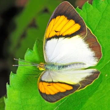 Butterfly Stock Photos