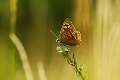 Butterfly Foto stock