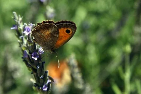 Butterfly Stock Photos