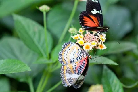 Butterfly Stock-Fotos