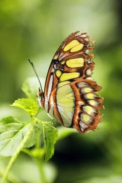 Butterfly Stock Photos