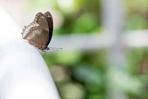 Butterfly Stock Photos
