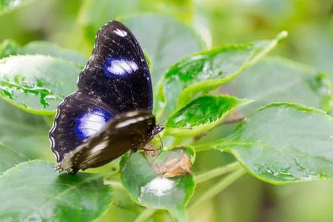 Butterfly Foto stock