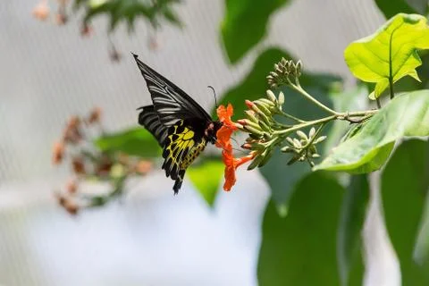 Butterfly Stock Photos