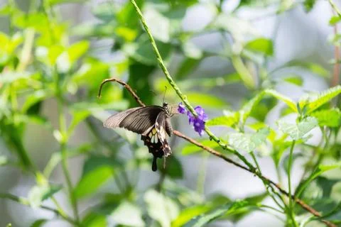 Butterfly Stock Photos