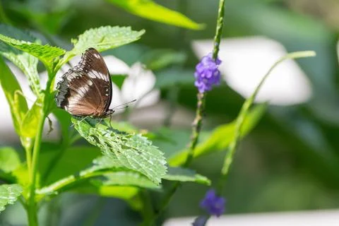 Butterfly Stock Photos