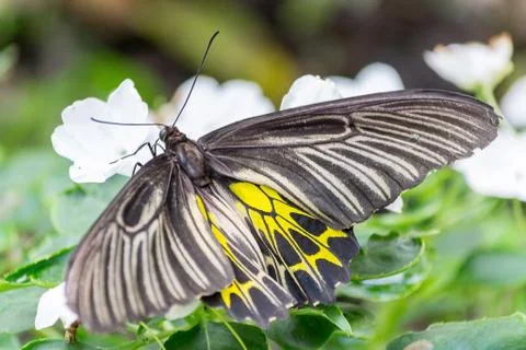Butterfly Stock Photos