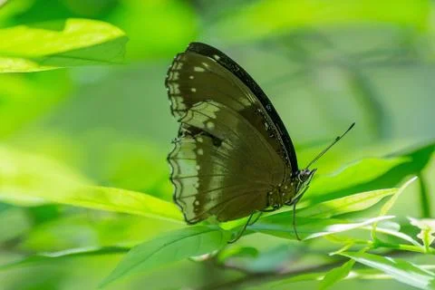 Butterfly Stock Photos