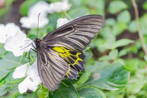 Butterfly Stock Photos