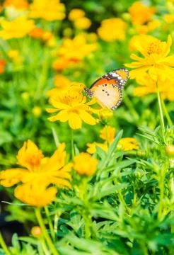 Butterfly Stock Photos