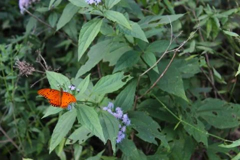 Butterfly Stock Photos