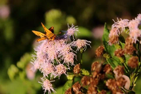 Butterfly Stock Photos