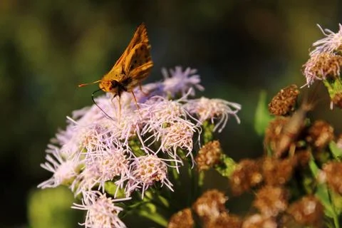 Butterfly Stock Photos