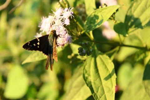 Butterfly Stock Photos