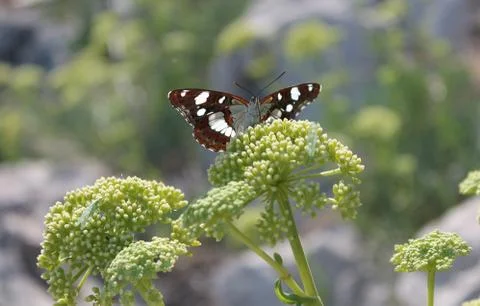 The butterfly Stock Photos