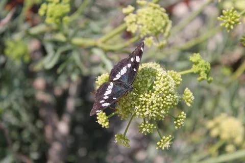 The butterfly Stock Photos