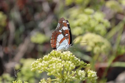 The butterfly Stock Photos