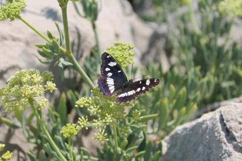 The butterfly Stock Photos