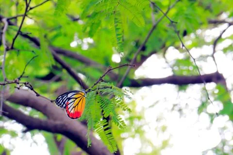 Butterfly Foto stock