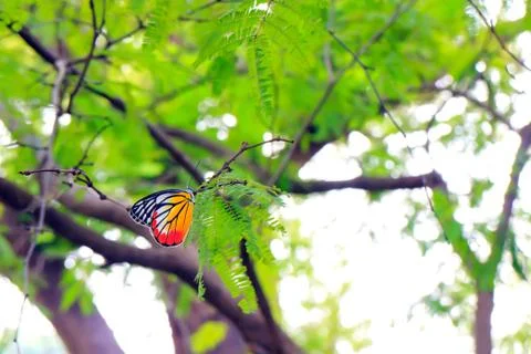 Butterfly Stock Photos