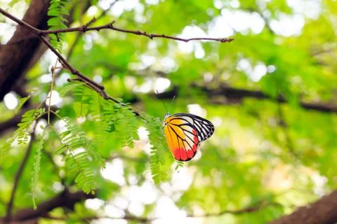Butterfly Stock Photos