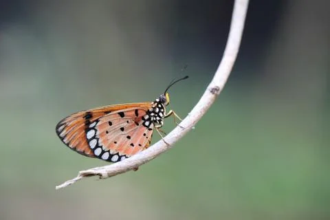 Butterfly Foto stock