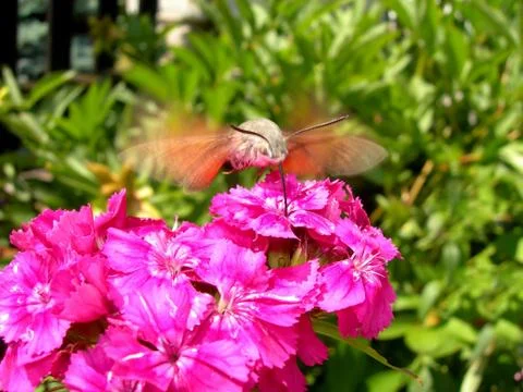 Butterfly Stock Photos