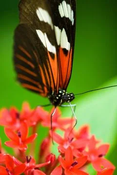 Butterfly Stock Photos