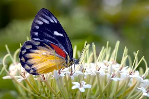 Butterfly Stock Photos