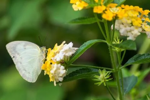 Butterfly Stock Photos