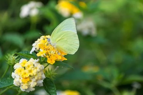 Butterfly Stock Photos