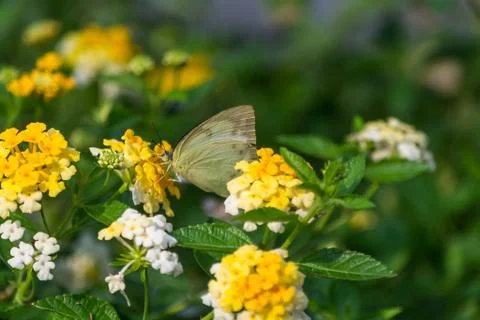 Butterfly Stock Photos