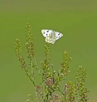 Butterfly Stock Photos