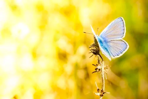 Butterfly Stock Photos