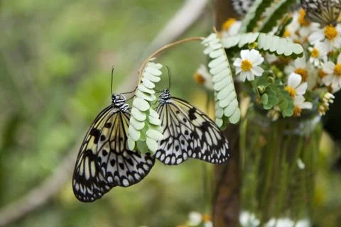 Butterfly Stock Photos