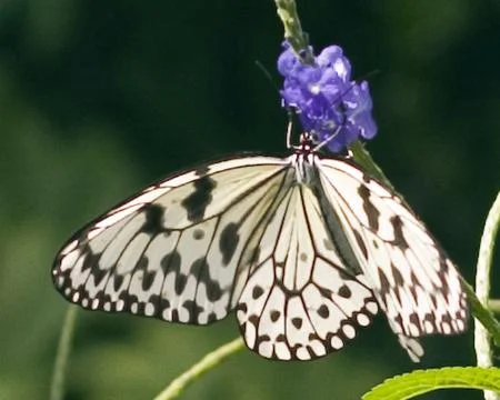Butterfly Stock Photos