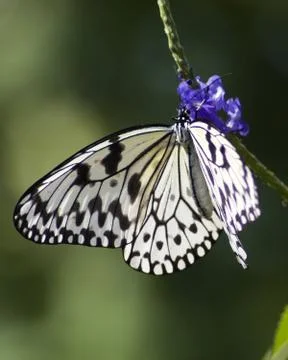 Butterfly Stock Photos