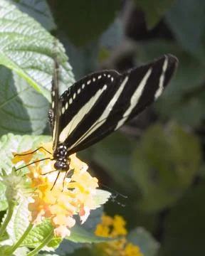 Butterfly Stock Photos